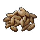 Wheat Seed