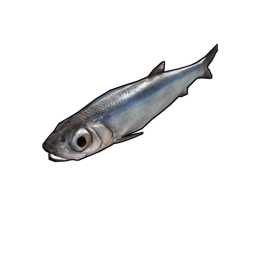 Anchoa