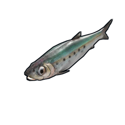 Sardinha