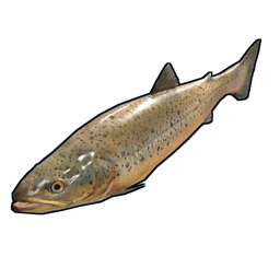 Small Trout