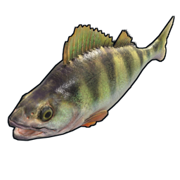 Yellow Perch