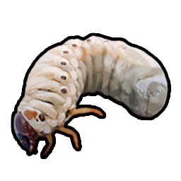 Larva