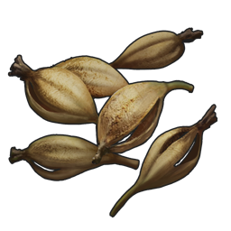 Orchid Seed