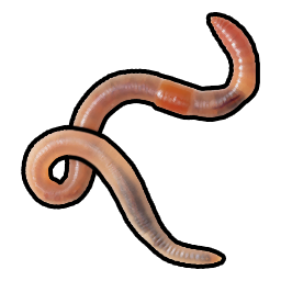 Wurm