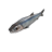 Anchova