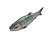 Sardine